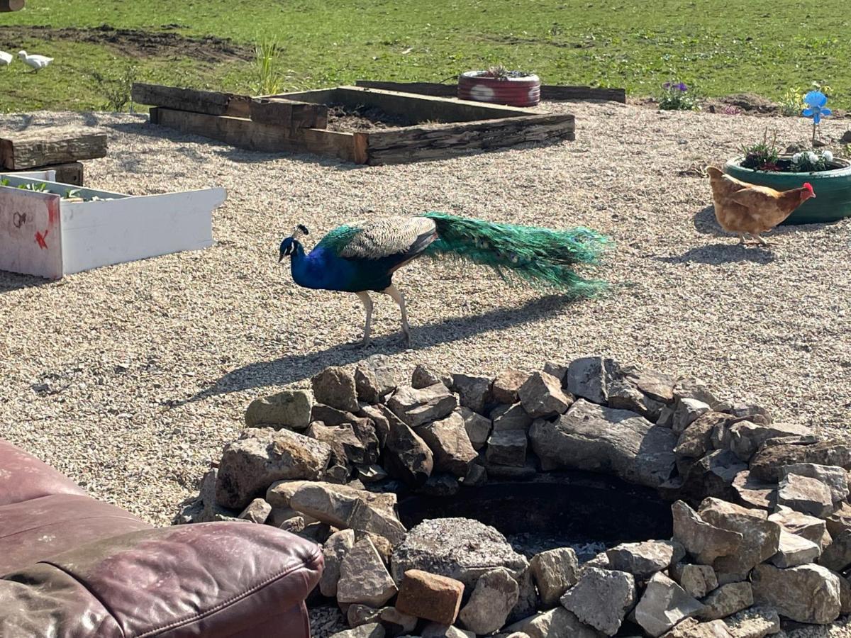 Farm Stay Property Pets And Families Welcome روسنوولاغ المظهر الخارجي الصورة